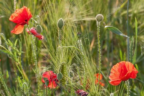 blumen knospen|91 Knospen Stock Photos & High